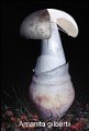 Amanita gilbertii-amf225
